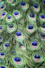Obraz premium peacock pattern - Pfauernmuster 