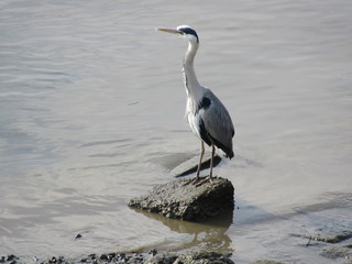 Heron on River Thames