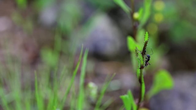 an ant exploring on a green plant