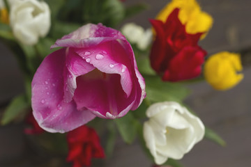 tulips bouquet