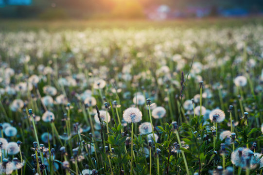 Dandelion field in spring with sunlight in the background. Shallow depth of field 