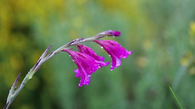 Gladiolus illyricus (bulrush) pink wild flower in nature on a rainy day