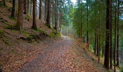 road going through the shaded forest at sunset