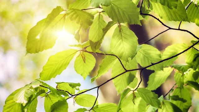 Nature background with green leaves at sunny day. 4K