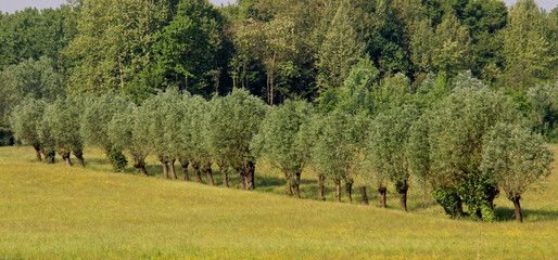filare di salici nella campagna lombarda (Morimondo, Pavia)