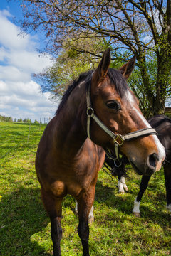 Pferd auf Weide
