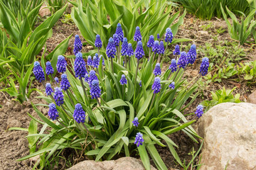 Spring flowers - blue flowers Muscari or murine hyacinth