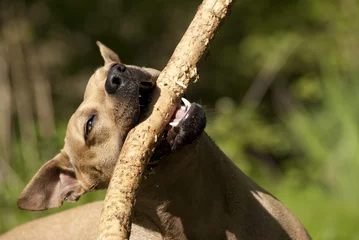 Fotobehang Spelende blije hond, Amerikaanse staffordshireterrier, rent met stok in bek door het park © monicaclick