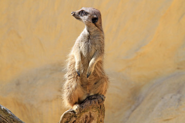 suricate 07052016