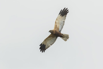 Western marsh harrier, Circus aeruginosus.