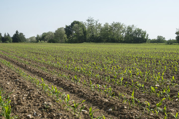 Fototapeta na wymiar campo agricolo coltivato con il mais a primavera