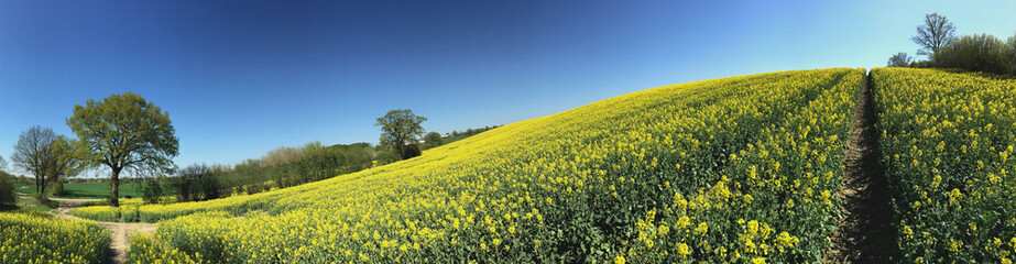 Obraz premium Rapsfeld Panorama Schleswig-Holstein