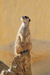 suricate 07052016