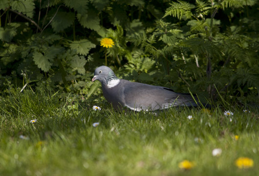 Columba palumbus, Houtduif, scharrelt door gras, bloemen en struiken zoekende naar eten