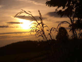 Gras im Sonnenuntergang