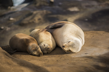 Family of three light, small sea lions sleeping in the sun on a rocky beach in San Diego, California  in La Jolla cove