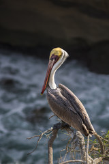 Single colorful brown pelican with a yellow head perched on a tree on a cliff in San Diego, California above the blue ocean  in La Jolla cove