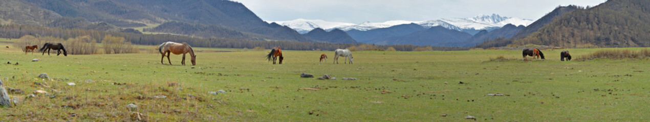 Fototapeta na wymiar horses grazing in alpine meadows