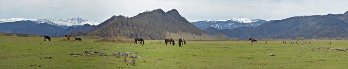 horses grazing in alpine meadows