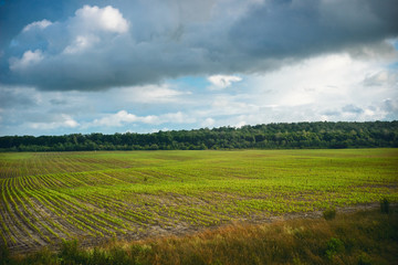 Green field of spring grass and forest