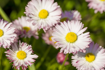 Flowers daisies with white and pink petals