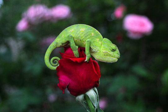 romantik bukalemun