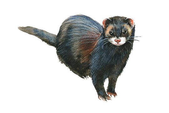 Black Ferret Watercolor Drawing On White Background.