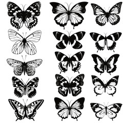 Set of realistic vector butterflies for design