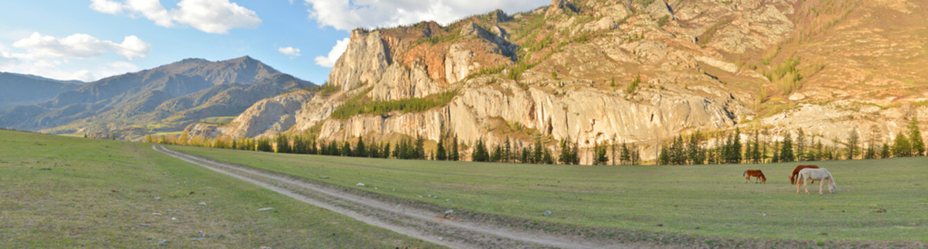 horses grazing in alpine meadows