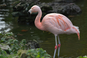 Fototapeta na wymiar Chilean Flamingo (Phoenicopterus chilensis)
