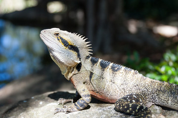Australian Eastern Water Dragon by a pond