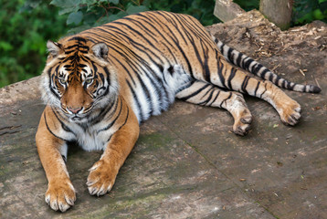 Sumatran tiger (Panthera tigris sumatrae)