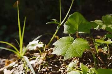 Plants in the forest