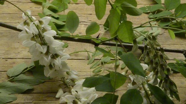 Acacia طلح  Ak&aacute;cie Akacja Акация 草藥醫學 金合欢 Herbolog&iacute;a Erboristeria تداوي بالأعشاب Ziołolecznictwo Pflanzenheilkunde Herbalism