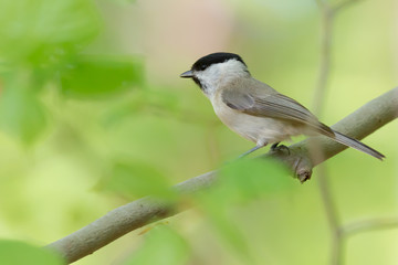 Obraz premium Sumpfmeise (Poecile palustris) Nonnenmeise in einem zart grünen Frühlingswald