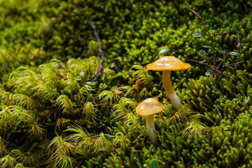 mushrooms in lush forest