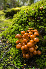 mushrooms in lush forest