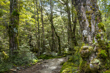 Beech forest on Kepler Track