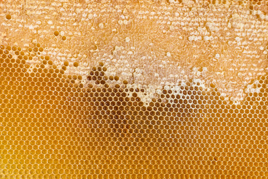 Honigwabe gefüllt mit Honig der Biene (Apis mellifera)