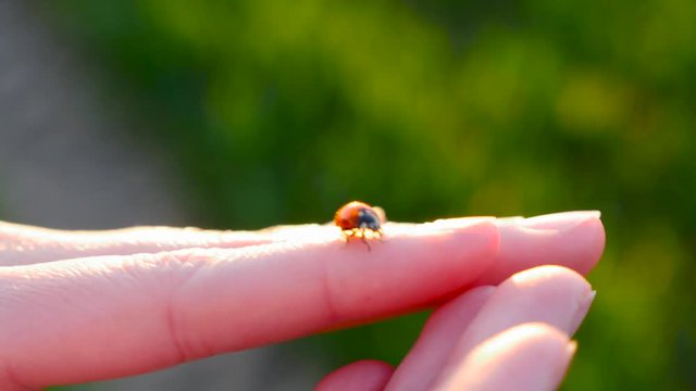 ladybug crawling on a hand in the sunshine
