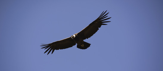 Condor Andino sobrevolando la Cordillera de los Andes, Patagonia, Argentina, Sudamérica 
