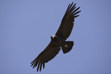 Condor Andino sobrevolando la Cordillera de los Andes, Patagonia, Argentina, Sudamérica 