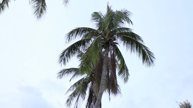 Coconut tree under  sky.