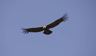 Andean Condor flying over the Andes