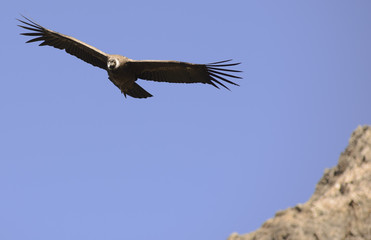 Andean Condor flying over the Andes