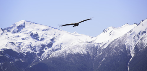 Andean Condor flying over the Andes
