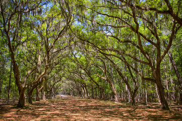 Canopy of old live oak trees draped in spanish moss. © volgariver