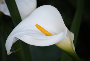 White Funeral Lily