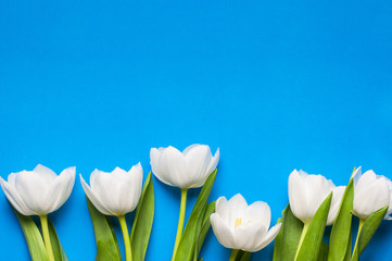 Bouquet of white tulips lie on  blue color background