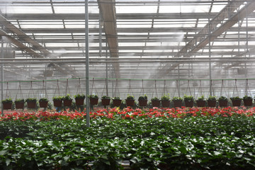 Red flowers in greenhouse